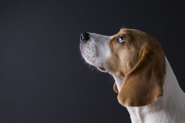 犬と人の脳はどう違う？大きさや記憶力などの違いは？