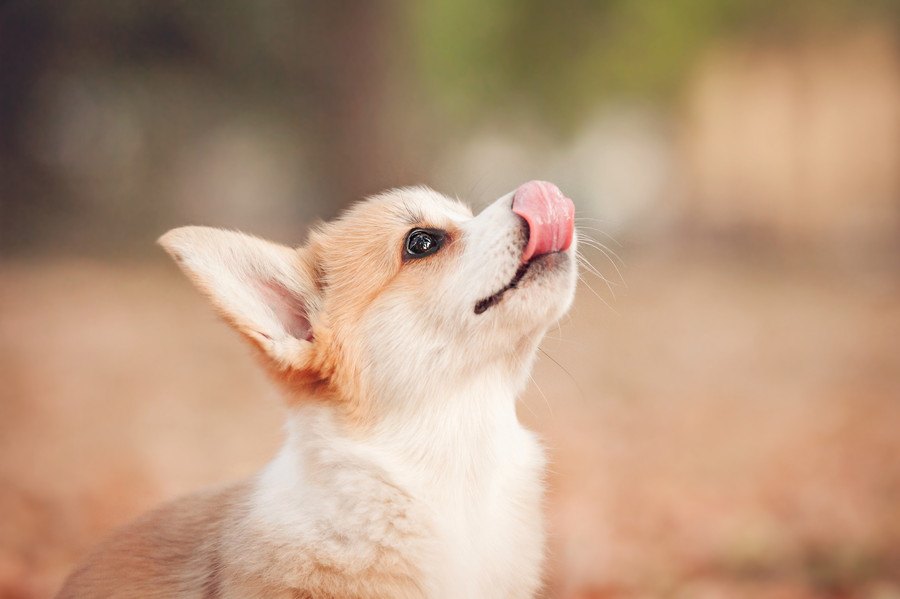 犬が『舌なめずり』をする時の心理５つ