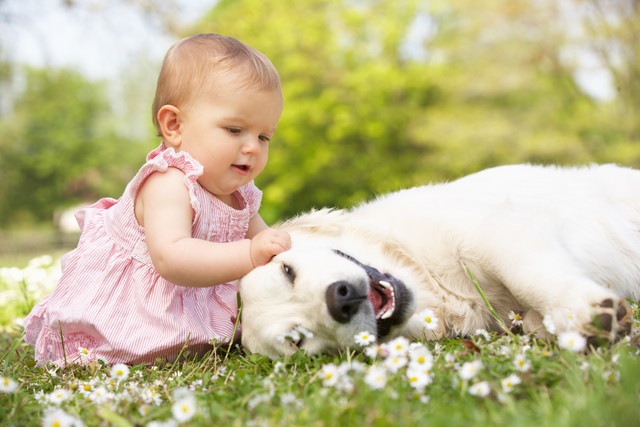 【実体験あり】愛犬と赤ちゃんが「上手に暮らせる環境」の作り方