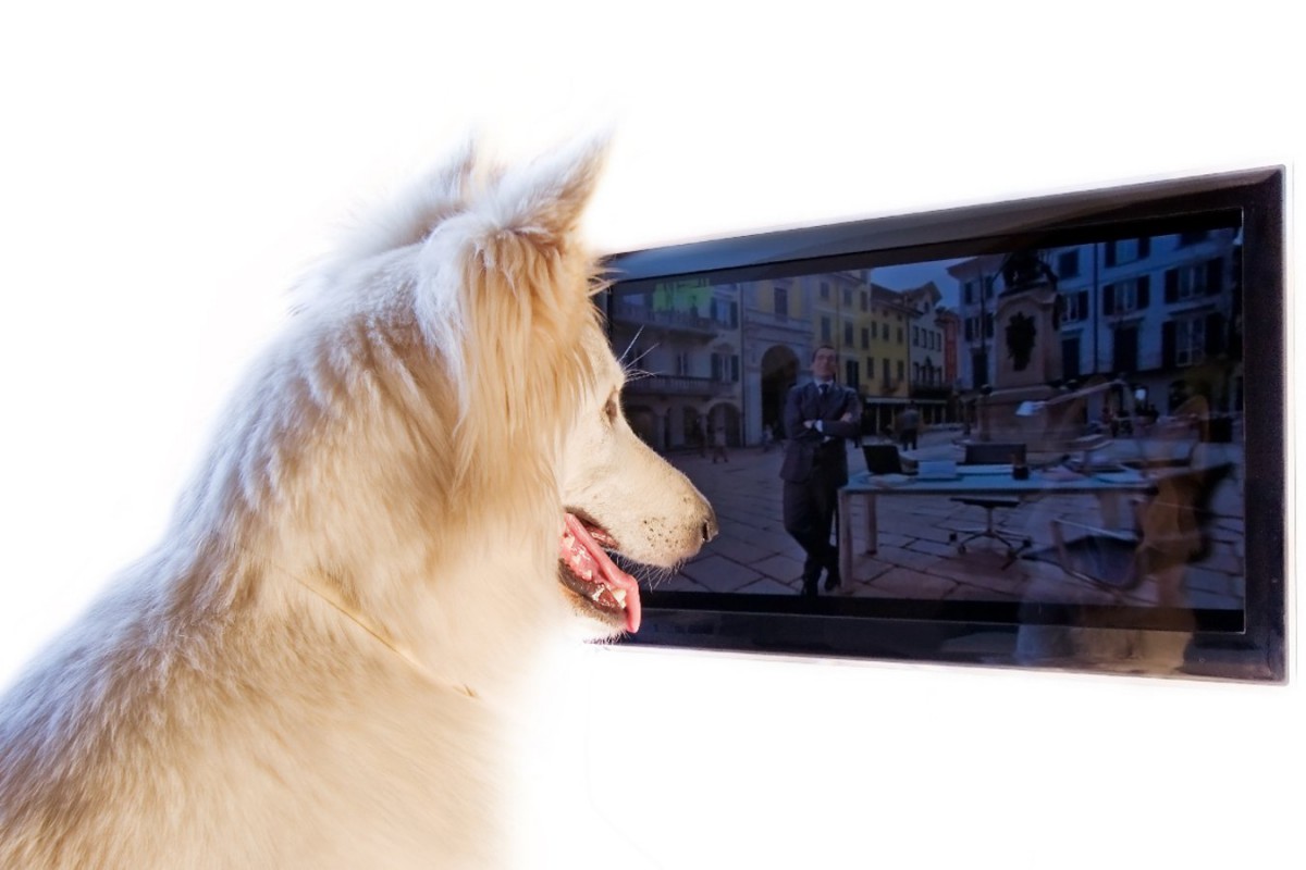 日常生活のビデオに犬の脳が示す反応からわかったこと【研究結果】