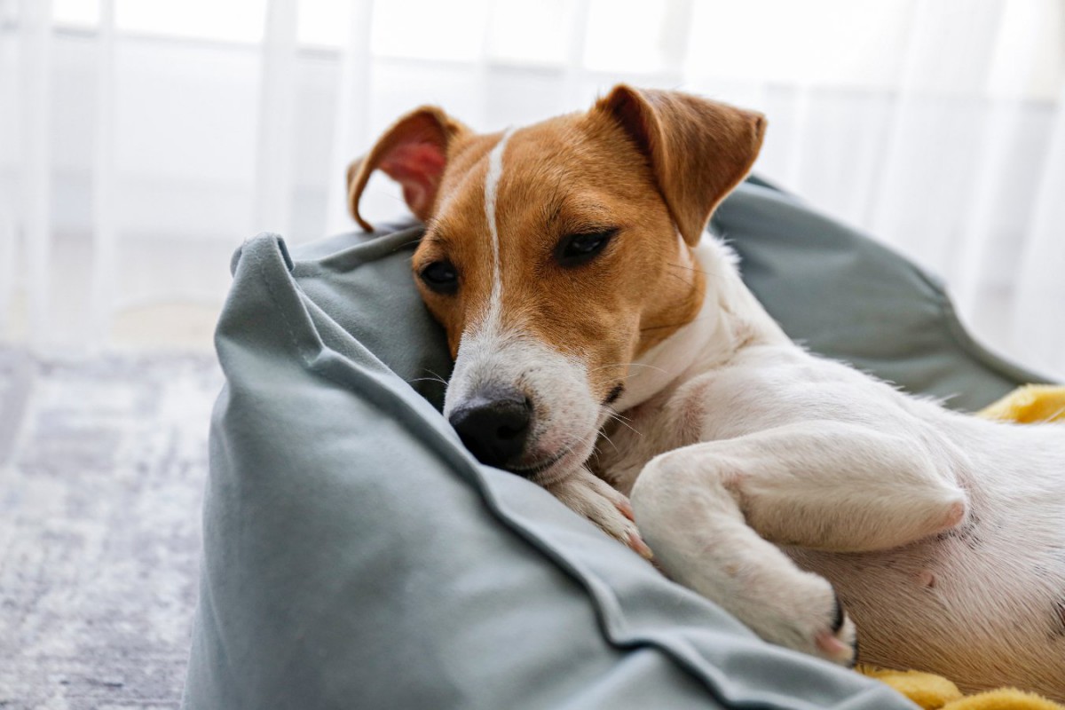 『エアコンの冷房が苦手な犬』の特徴5つ！犬種による違いや成長時期による耐性も