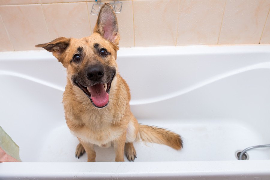 犬を『お風呂好き』にさせる方法４つ