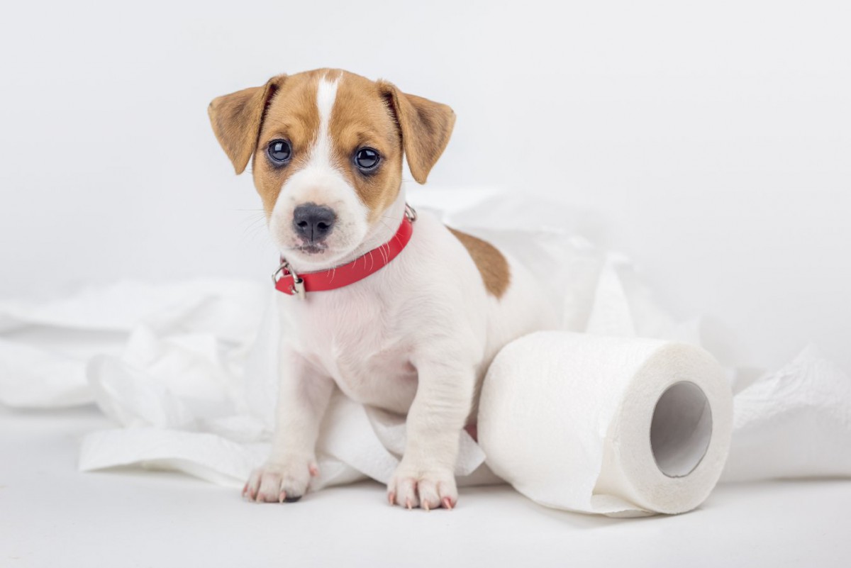 生後6ヶ月の子犬のトイレトレーニング方法は？失敗の原因としつけのコツ