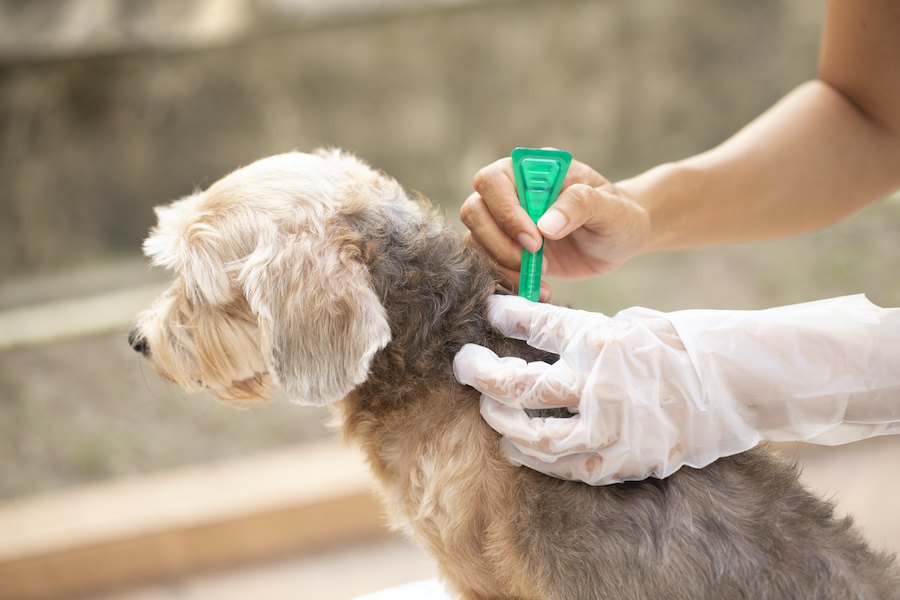 犬のノミ駆除薬が環境破壊を引き起こすというイギリスの研究結果と対策