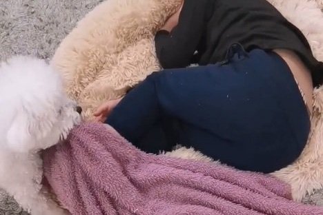 飼い主が寝ていると…『毛布をかけにきてくれる犬』が超絶かわいいと話題に　50万以上再生されたホッコリする光景