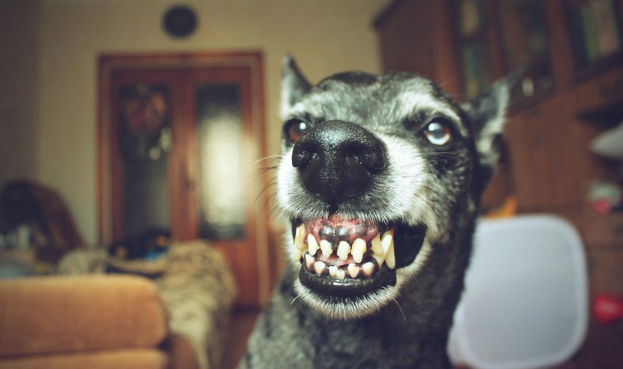 犬が威嚇する４つの心理！飼い主に威嚇してくる理由や対処法を解説