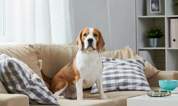 ペット不可のマンションで、犬をこっそり飼ったらどうなる？