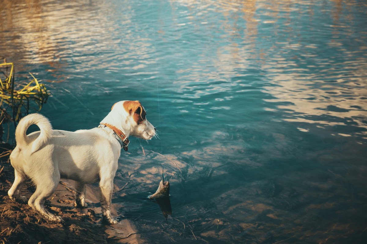 愛犬に『海』でやらせてはいけない絶対NGな遊び方3選！
