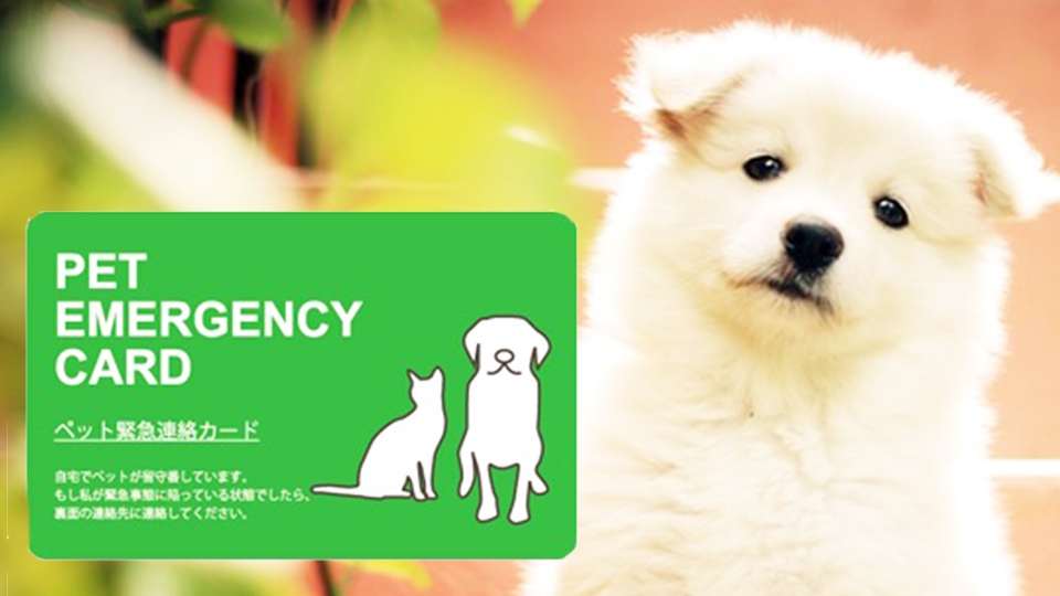 万が一に備える1枚のカード、ペットのための『エマージェンシーカード』とは？