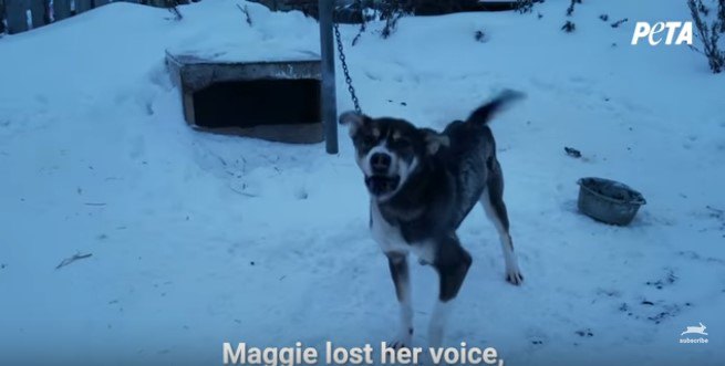 アラスカの犬ぞりレースの闇…過酷な飼育環境から救出されたマギーのお話