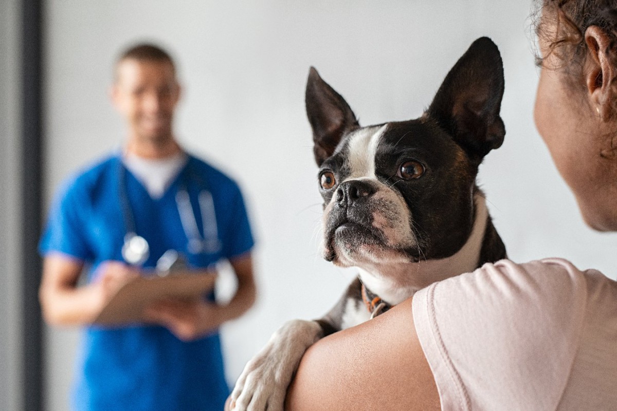 アメリカ〜獣医学で初の3D腹腔鏡で副腎の摘出手術を受けた犬