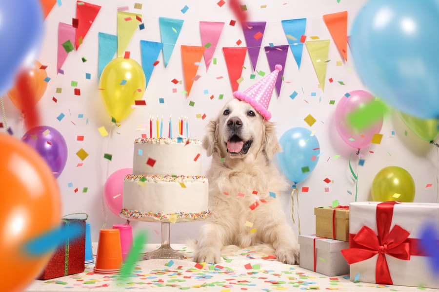 愛犬の誕生日を祝う『とっておきのプレゼント』５選
