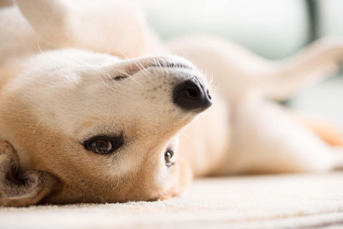 犬が床でゴロゴロ・くねくねする心理とは？6つの理由と気を付けるべき症状を解説
