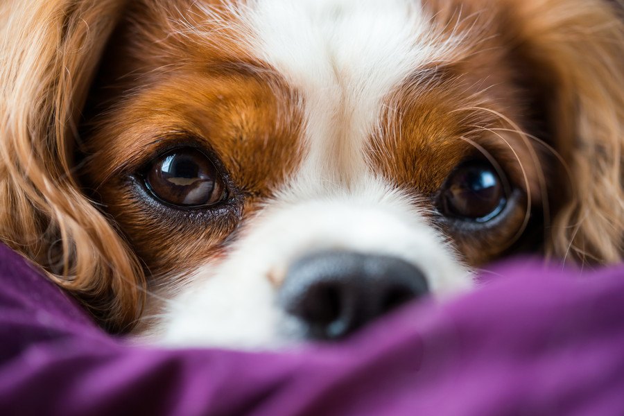 犬の緑内障とは 病気の症状や原因、治療法について
