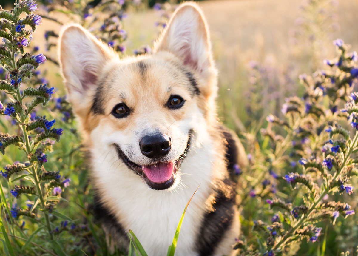 犬の笑顔に隠された意外な心理とは？ストレス過多になっていることも