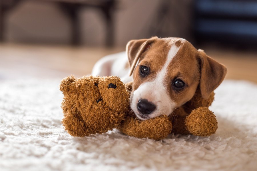 犬がお気に入りのおもちゃに取る態度や行動５つ