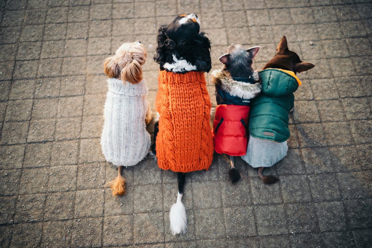 『服を着せるべき犬種』４選　寒さ対策で必須な理由とやるべき防寒対策とは？