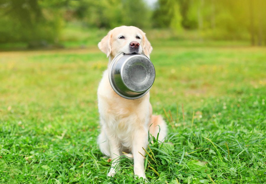 犬の早食い防止に役に立つ方法とオススメの食器の人気ランキングTOP5！