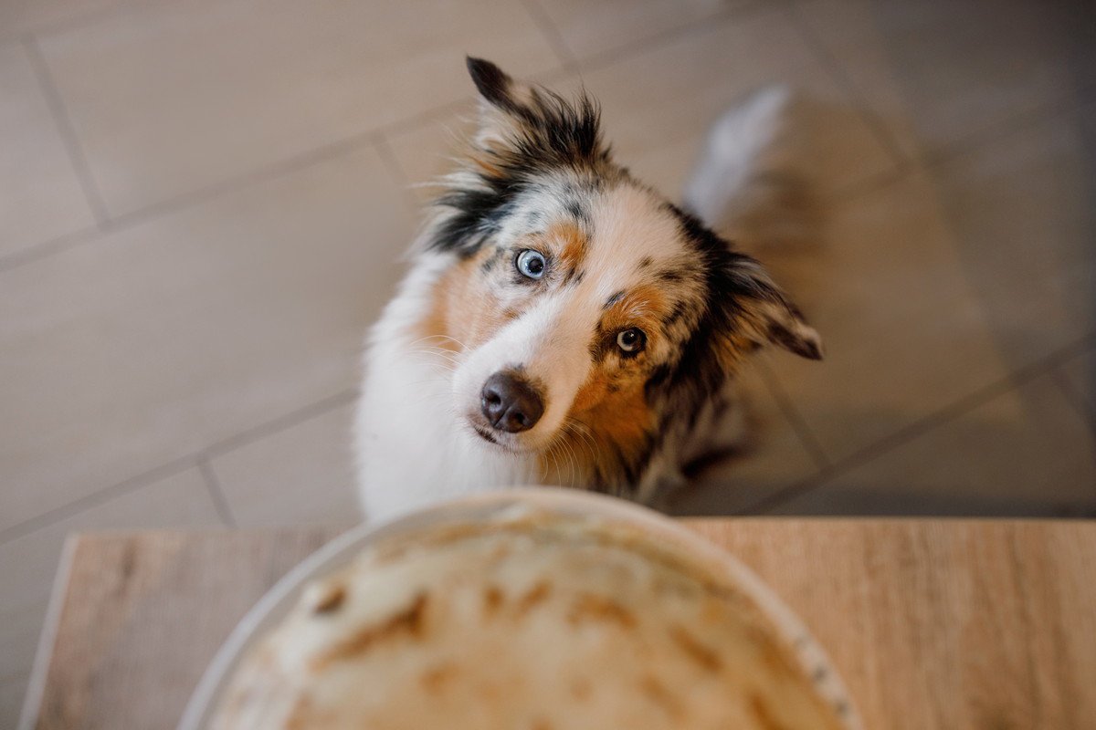 犬が『人の食べ物』を欲しがる心理とは？4つの理由と絶対にしてはいけないNG行為を解説