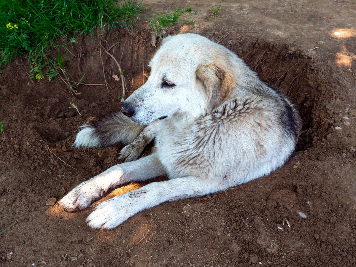 ここ掘れワンワン！犬は『穴掘り』が好きって本当なの？