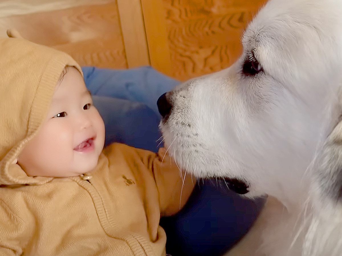 超大型犬に『赤ちゃんの子守り』お願いしたら…秒で泣きやませる姿がすごすぎると117万再生「本当に秒だった」「相思相愛で感動」の声