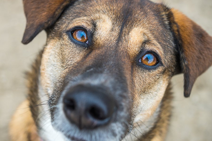 犬の動体視力はどのくらいすごいの？