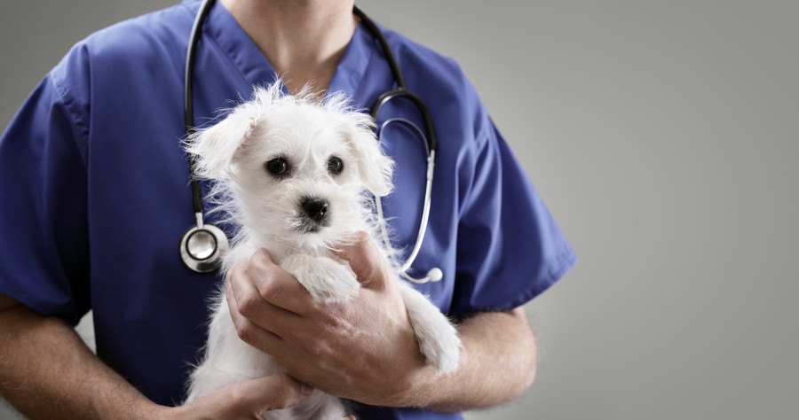 獣医師が犬の問題行動と訓練についてどのくらい理解しているかというリサーチ結果