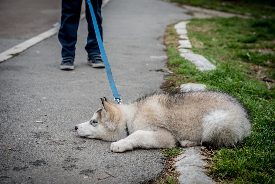 犬が散歩で動かなくなってしまう心理３つ！無理やりにでも帰らせるべき？