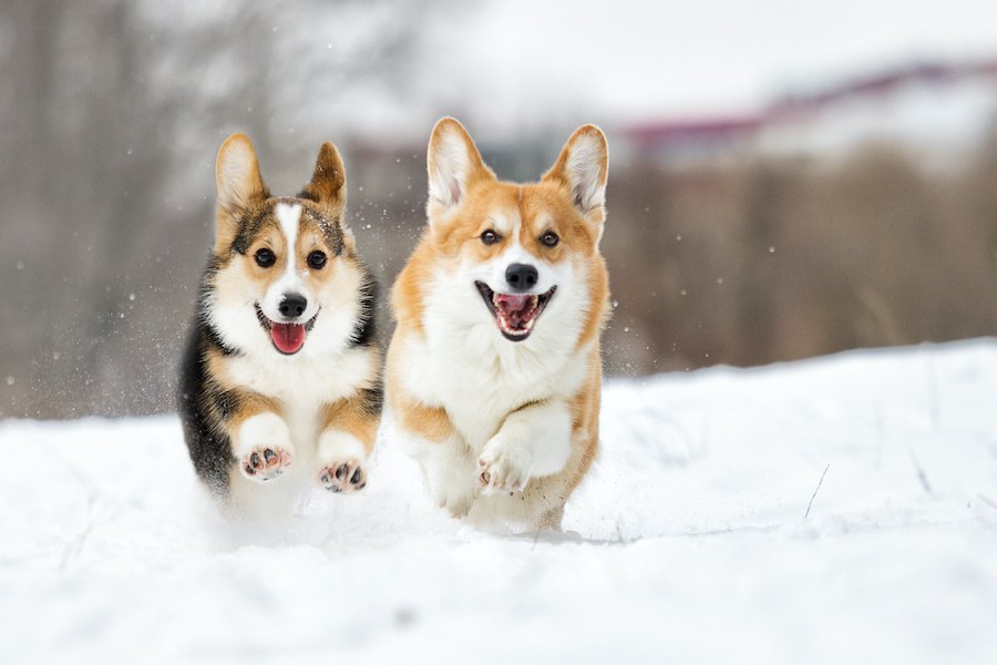 雪の日に犬の散歩をする時のNG行為４選