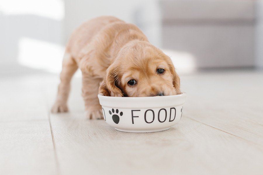犬がご飯の時にがっつく理由４つ！注意すべき点から適切な対処法まで