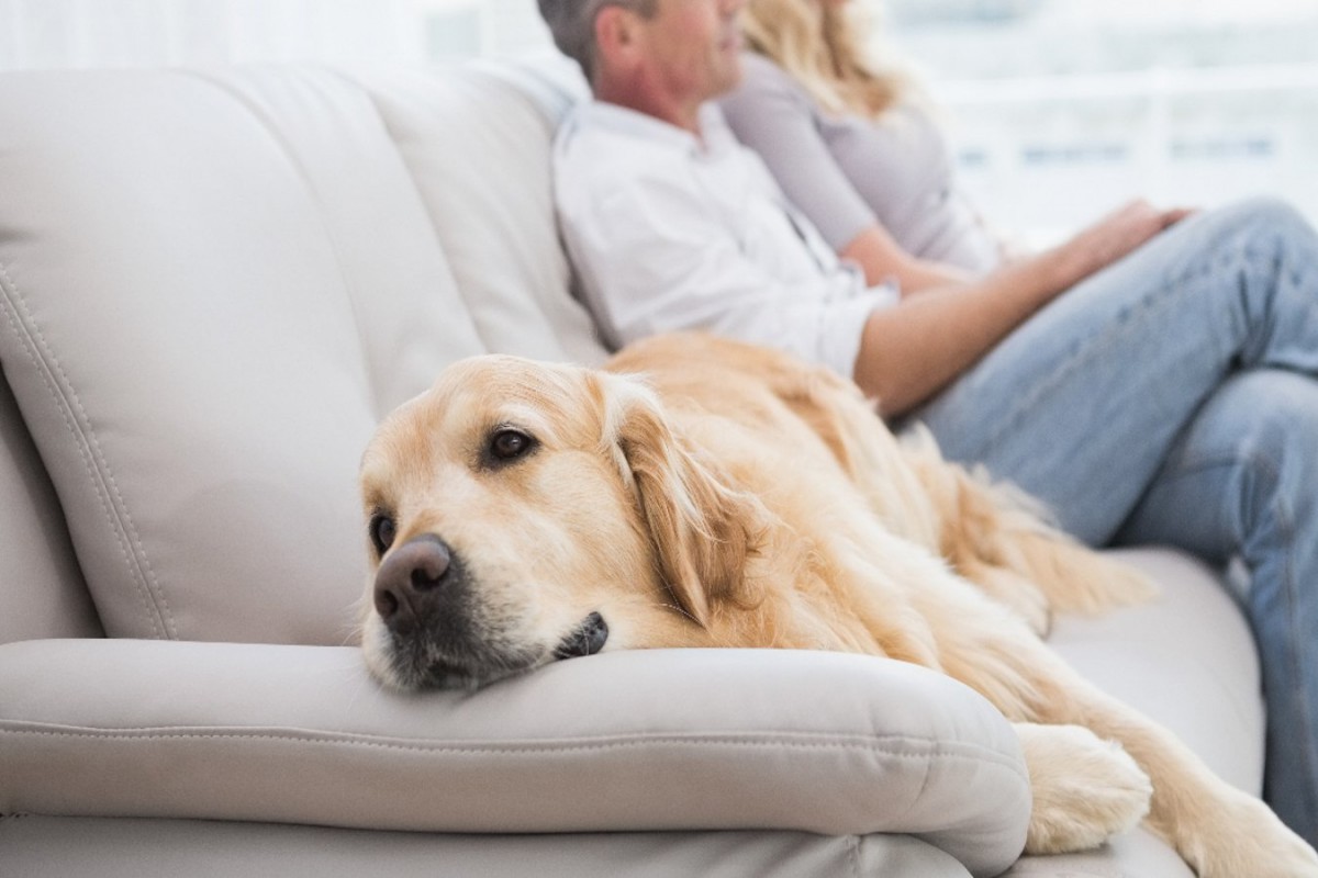 犬がソファの上に乗る時の心理とは？5つの気持ちと注意すべきこと