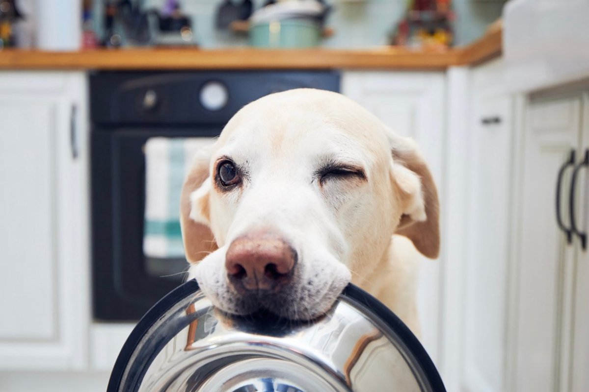 犬の免疫力を高める『食材』5選　愛犬の健康を維持するためのおすすめの食べ物とは？