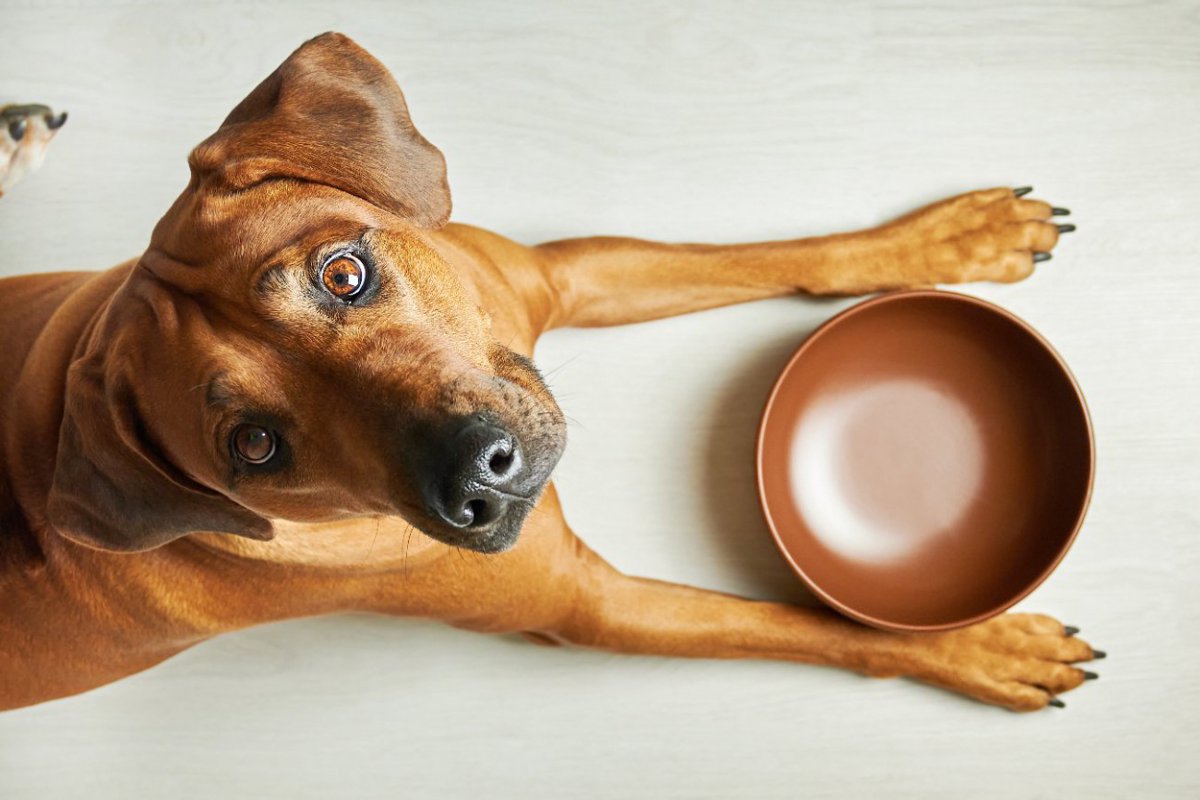 絶対に避けるべき『犬の食器』4選！使ってはいけない理由や愛犬にあったものを選ぶコツとは？