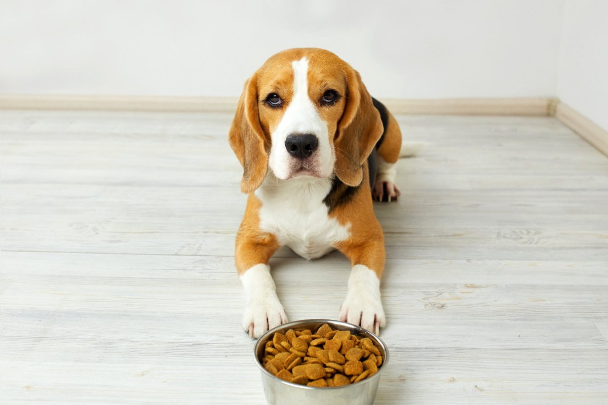 犬を早死にさせてしまう「ご飯の与え方」5選　絶対NGな食べさせ方と改善方法とは？