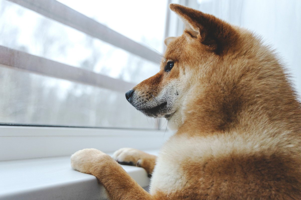 愛犬の居住スペースに『外を眺めるための窓』は必ず必要？性格に合わせて室内のレイアウトを考えて