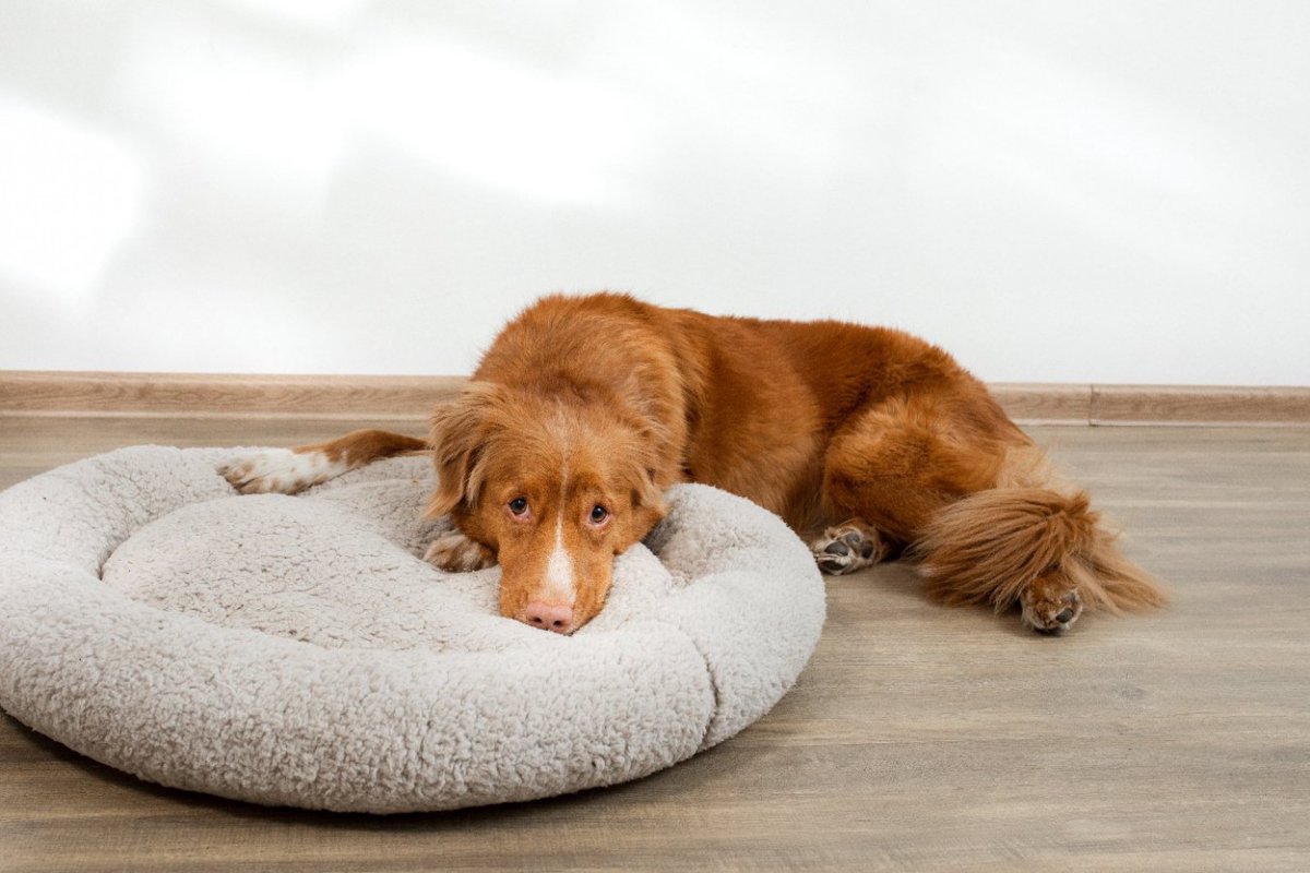 犬が不快に感じる『ベッド・寝床』の特徴4つ　「犬それぞれだもんね」「快適な環境づくりのコツは？」