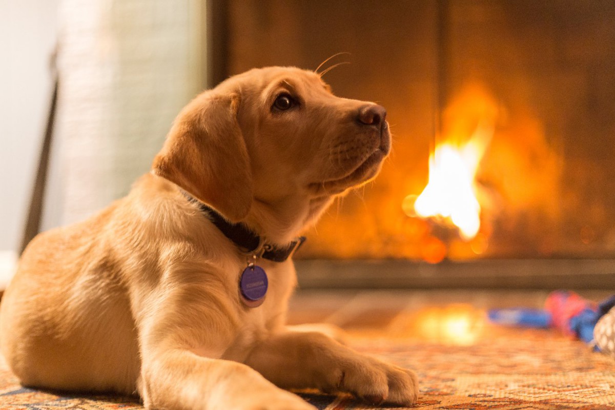 犬の寒さ対策が『熱中症』を招く…！危険な４つのポイントと正しい防寒対策