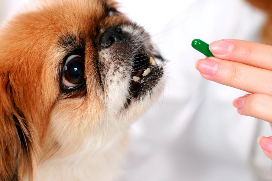 犬にも薬のプラセボ効果がある！？【研究結果】