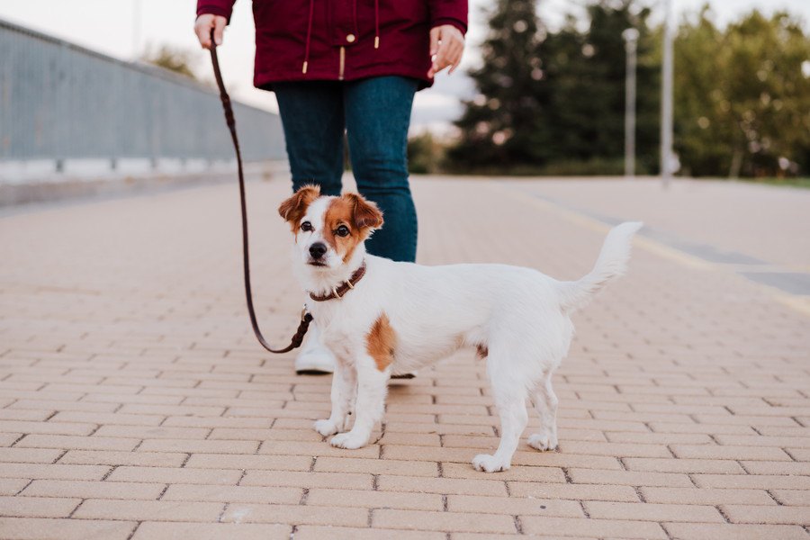 犬の散歩は毎回違う道の方がいいの？同じルートを通るべき？