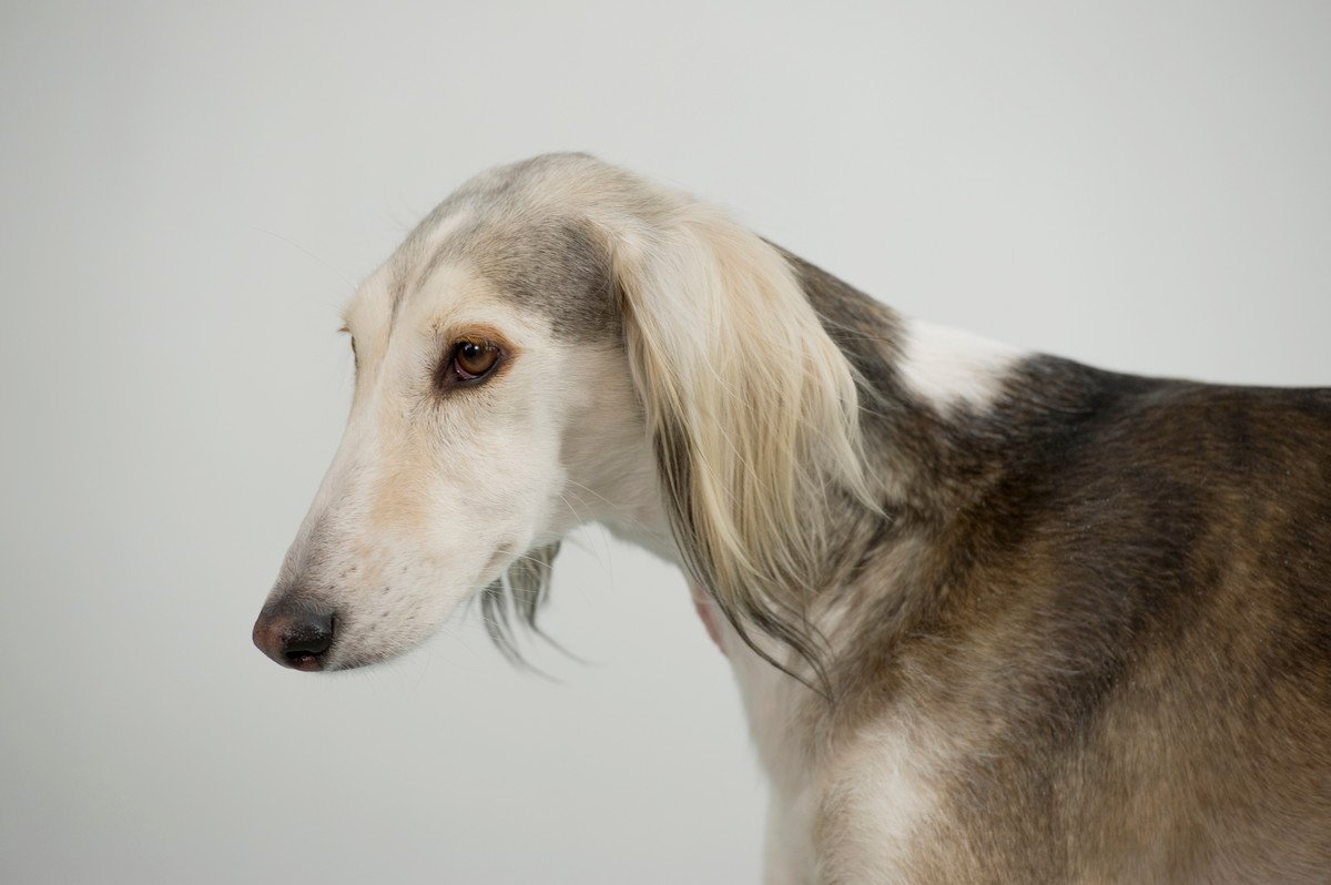 長い鼻・顔を持つ犬種6選！『世界一長い』といわれる鼻を持つ犬やそれぞれの特徴を解説