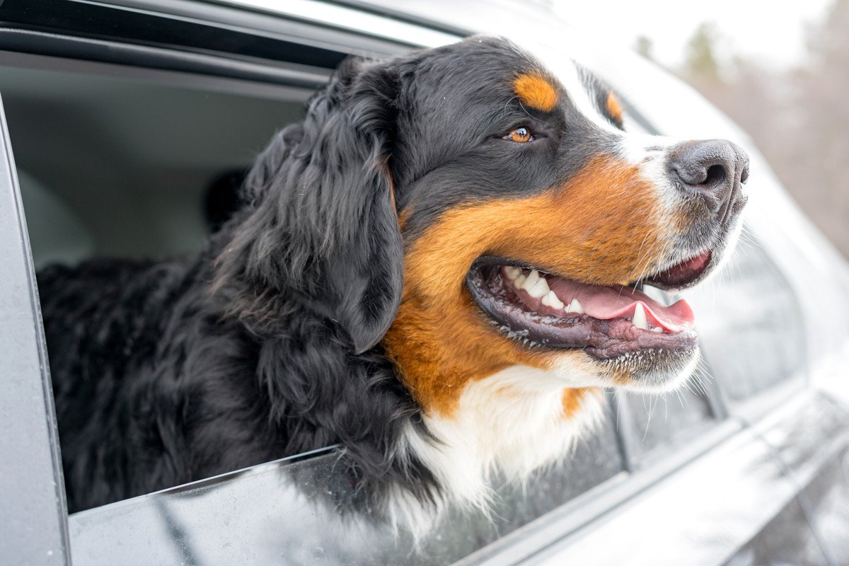 冬なら犬を車に放置しても大丈夫？必ずやるべき対策は？