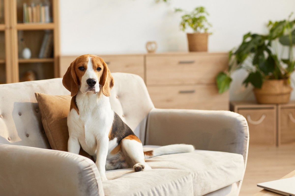 犬が『落ち着かない場所』５選  意外な理由と快適な環境の作り方