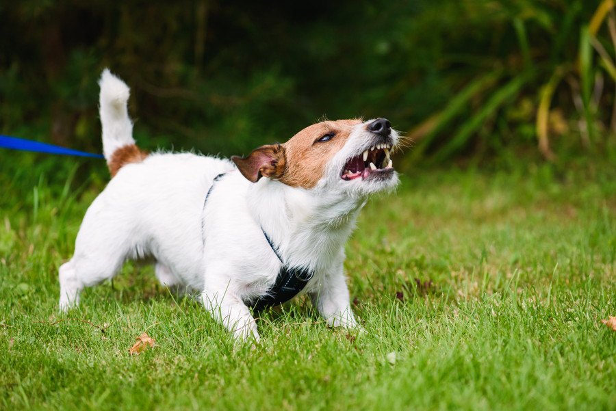 犬が他人に吠えてしまう時の対処法３選！やめさせるためのしつけ方は？