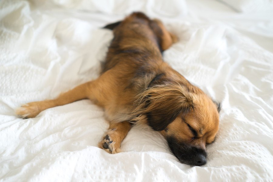 犬が寝ている時にピクピク動く理由３選！病気の可能性はあるの？