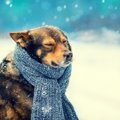 犬が寒い時に見せる仕草や行動について
