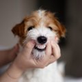 犬用歯磨きシートおすすめ７選！効果と選び方、使い方やコツを解説