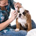 犬の外耳炎の症状と原因、治療法から予防法まで