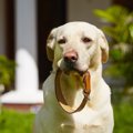 犬の首輪のおしゃれで人気のおすすめランキングTOP10！その選び方と注意点