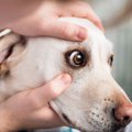 犬の目やにの原因　注意すべき病気から取り方・ケア方法を解説