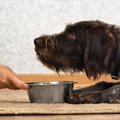 犬の餌入れおすすめ人気15選！ステンレス製から陶器製やスタンド付きまで